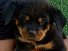 Rottweiler Puppies