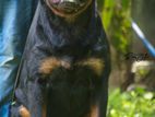 Rottweiler Puppies