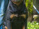 Rottweiler Puppies