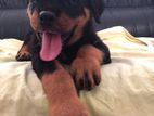 Rottweiler Puppies