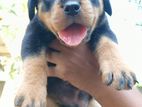 Rottweiler Puppies