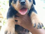 Rottweiler Puppies