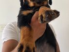 Rottweiler Puppies