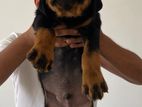 Rottweiler Puppies