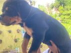 Rottweiler Puppies