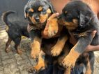 Rottweiler Puppies