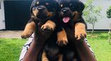 Rottweiler Puppies