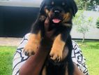 Rottweiler Puppies