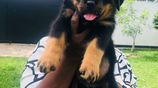 Rottweiler Puppies