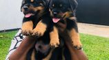 Rottweiler Puppies