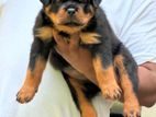 Rottweiler Puppies