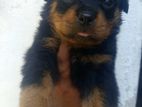 Rottweiler Puppies
