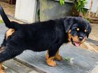Rottweiler Puppy