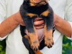 Rottweiler Puppies