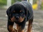 Rottweiler Puppies