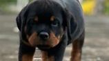 Rottweiler Puppies