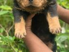 Rottweiler Puppies