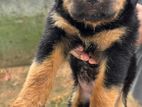 Rottweiler Puppies