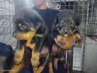 Rottweiler Puppies