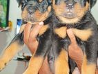 rottweiler puppies