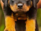 Rottweiler Puppies
