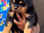 Rottweiler Puppies