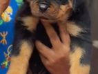 Rottweiler Puppies