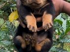 Rottweiler Puppies