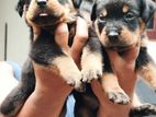 Rottweiler Puppies