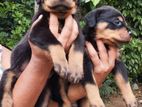 Rottweiler Puppies