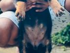 Rottweiler Puppies