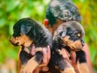 Rottweiler Puppies