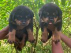 Rottweiler Puppies For Sale