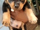 Rottweiler Puppies