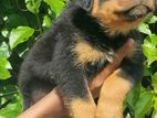 Rottweiler Puppies