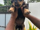 Rottweiler Puppies