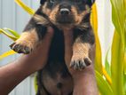 Rottweiler Puppies