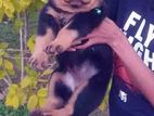 Rottweiler Puppies for sale