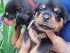 Rottweiler Puppies