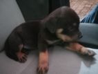 Rottweiler Puppies