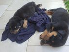 Rottweiler Puppies