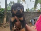 Rottweiler Puppies