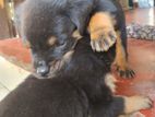 Rottweiler Puppies