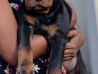 Rottweiler Puppies