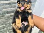 Rottweiler Puppies