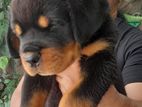 Rottweiler Puppies