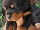 Rottweiler Puppies