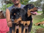 Rottweiler Puppies For sale