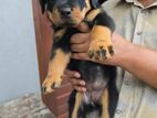 Rottweiler Puppies