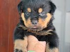 Rottweiler Puppies
